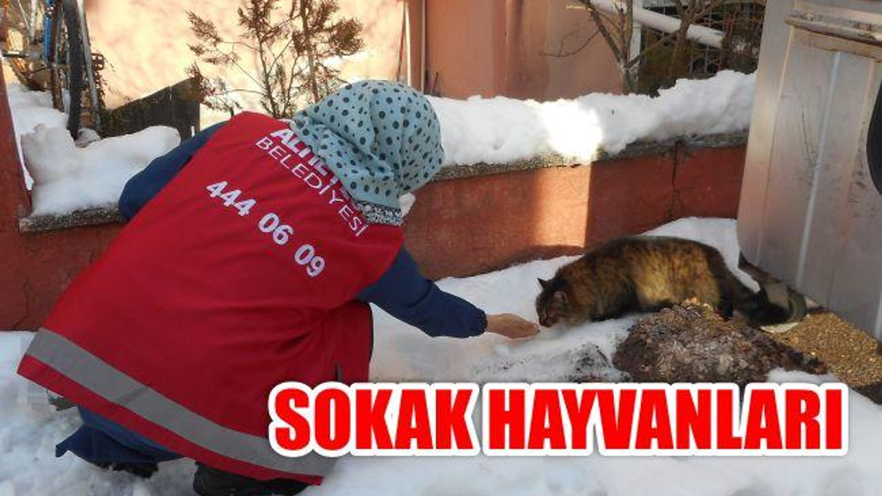 Sokak Hayvanları