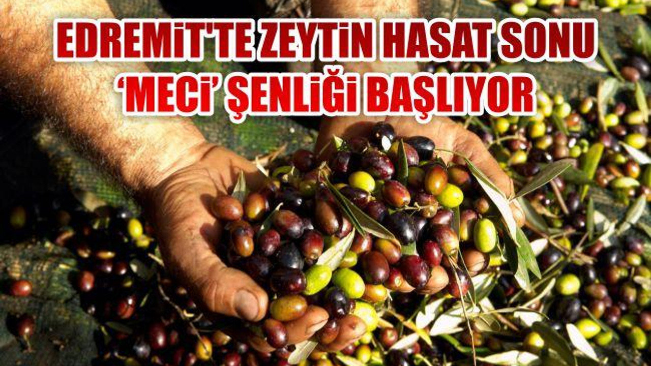 Edremit’te Zeytin Hasat Sonu 'Meci' Şenliği Başlıyor