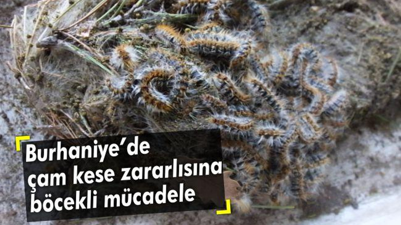Burhaniye’de çam kese zararlısına böcekli mücadele