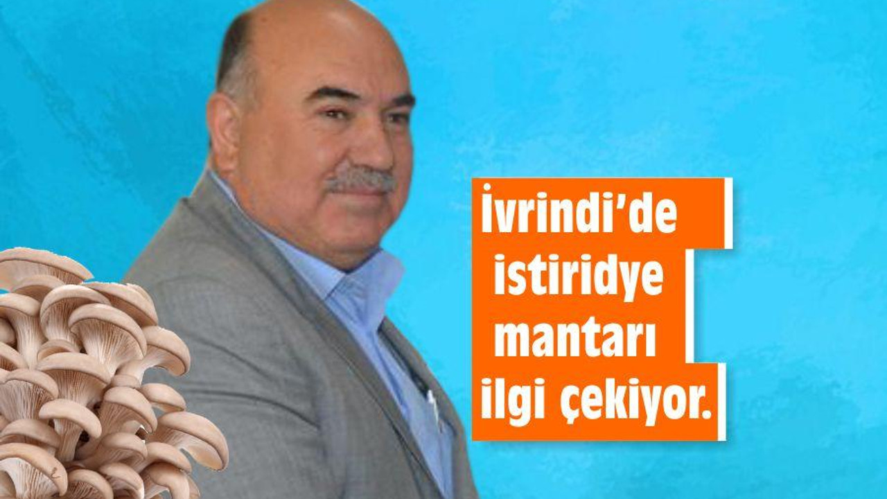 İvrindi’de istiridye mantarı ilgi çekiyor.