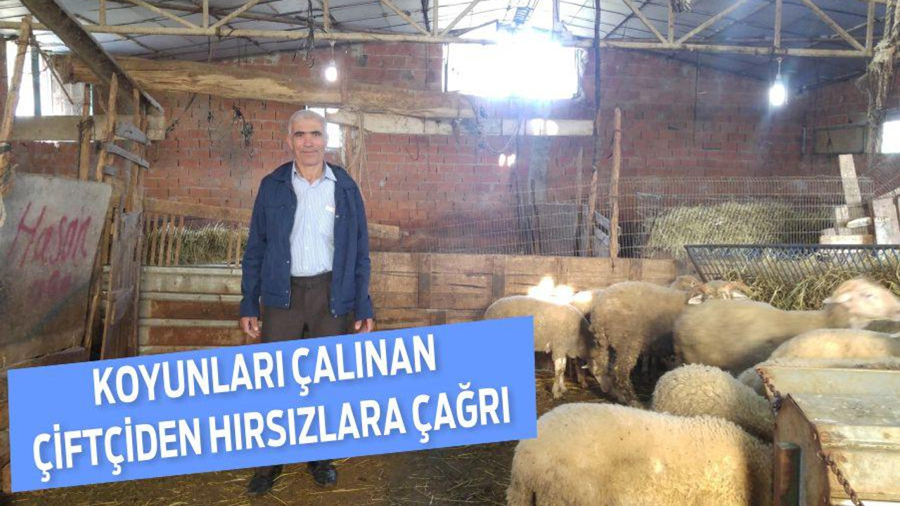 Koyunları çalınan çiftçiden hırsızlara çağrı