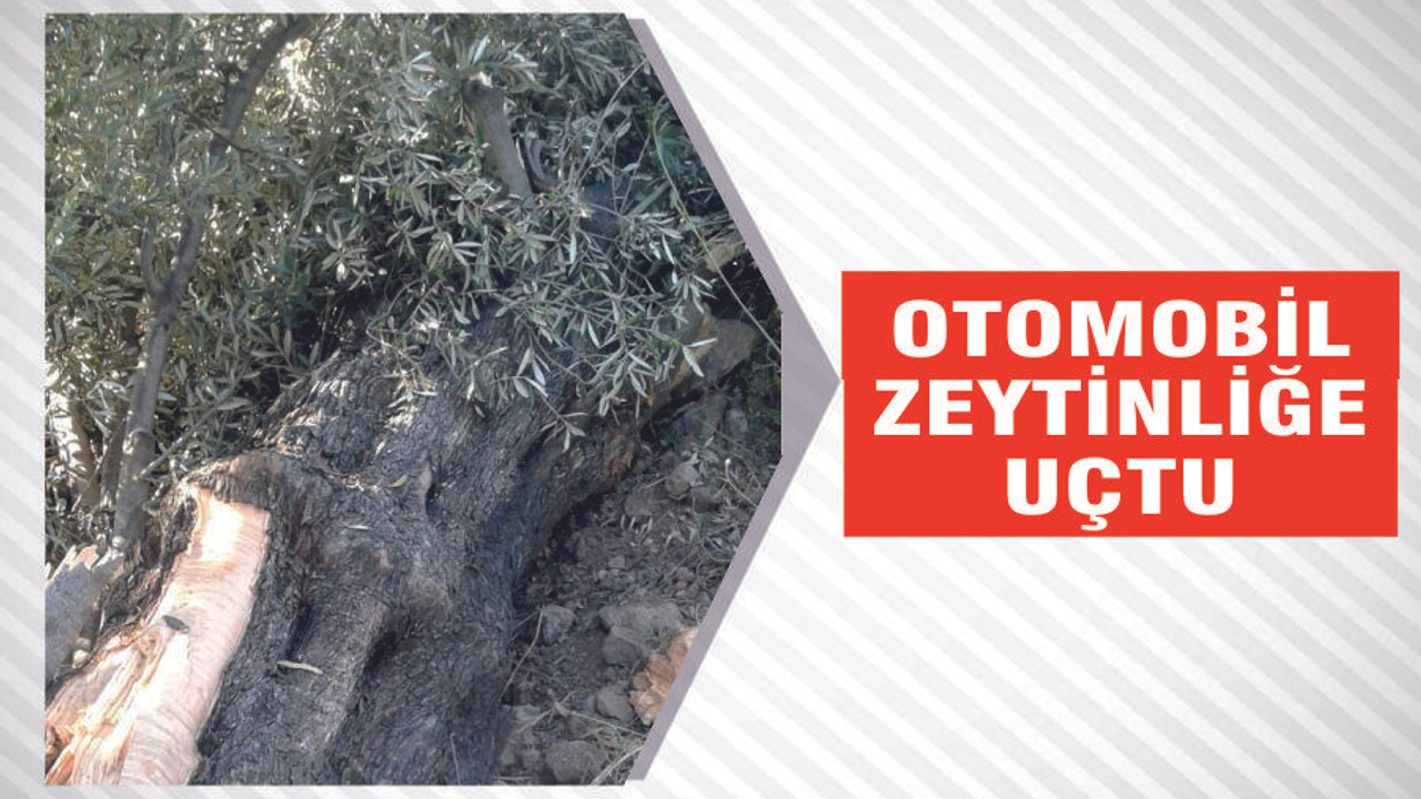 OTOMOBİL ZEYTİNLİĞE UÇTU