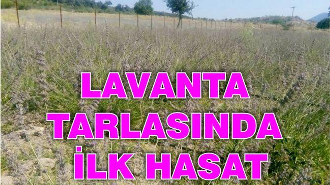 LAVANTA TARLASINDA İLK HASAT