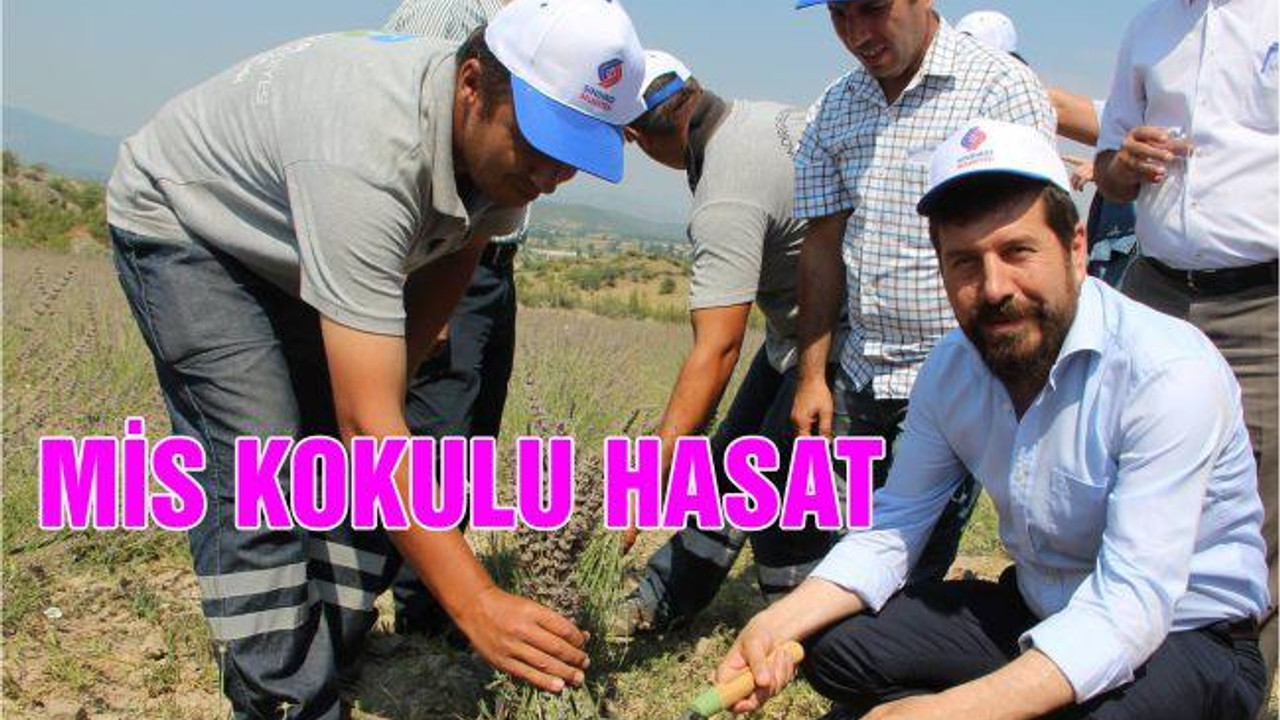 MİS KOKULU HASAT