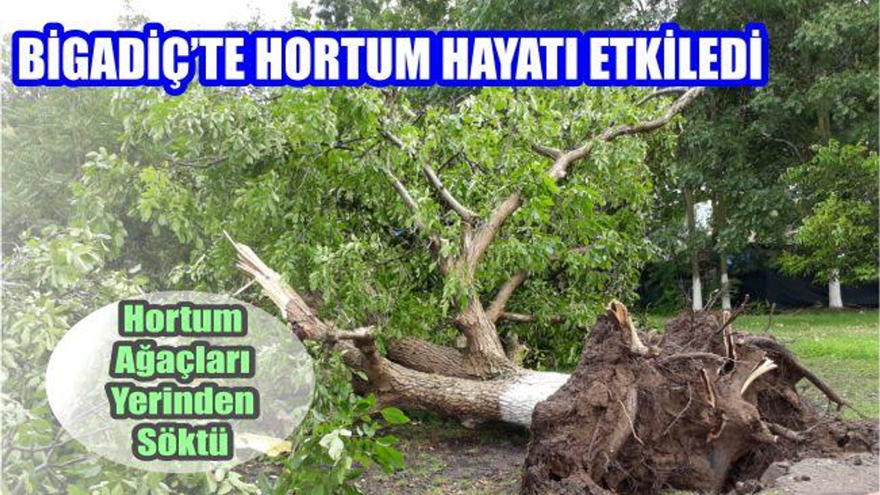 Hortum Ağaçları Kökünden Söktü