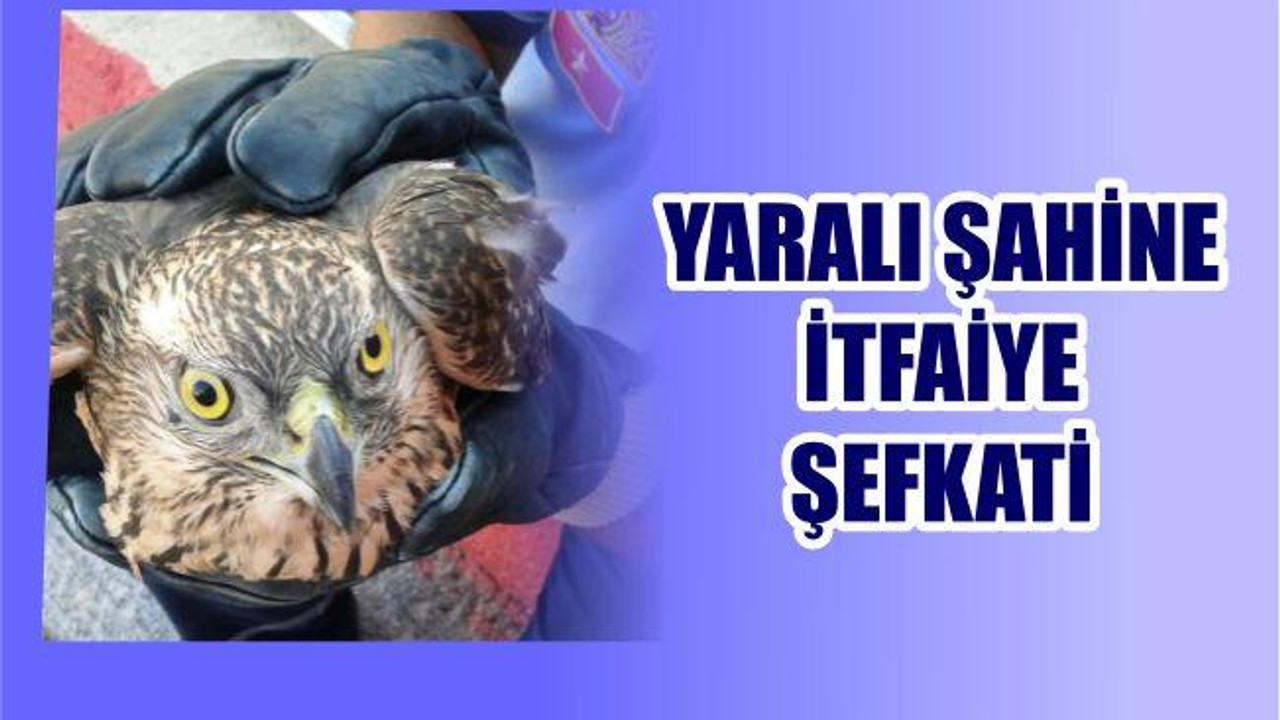 Yaralı Şahine İtfaiye Şefkati