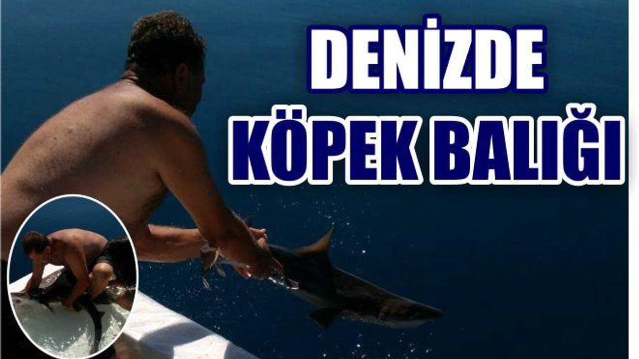 Turizme Hizmet Eden Köpek Balıkları Salıverildi