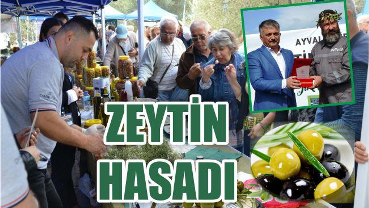 ZEYTİN HASADI TÖRENLE BAŞLADI
