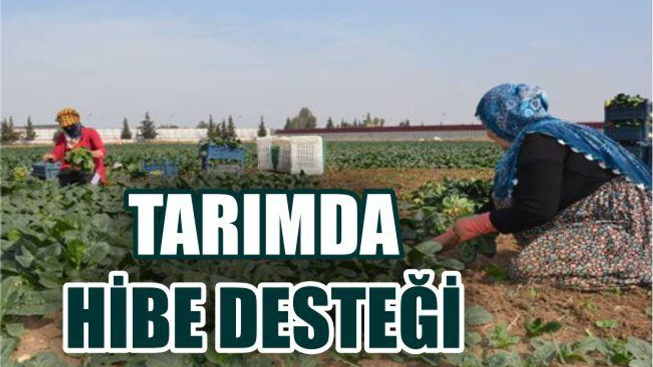 Tarımda gençlere 30 bin lira destek