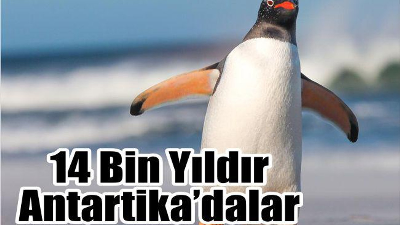 14 Bin Yıldır Antartika’dalar