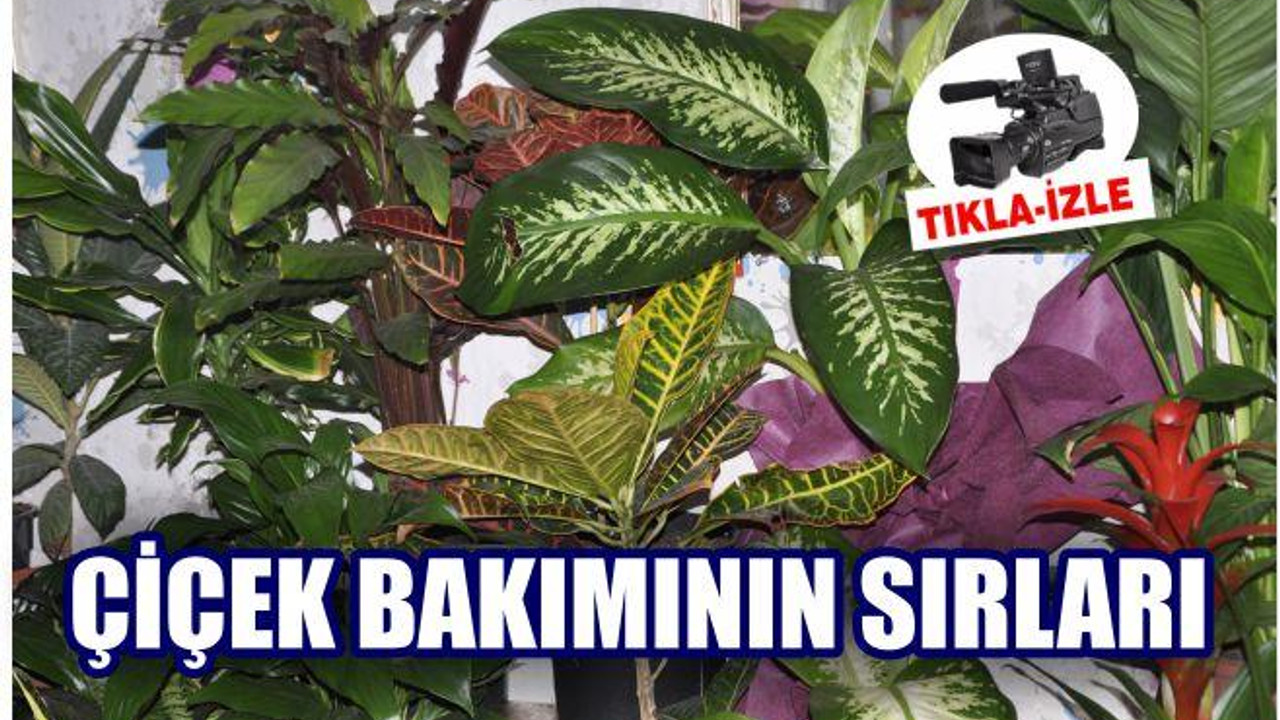 BİTKİLERİNİZ ÖLMESİN İSTİYORSANIZ DİKKAT!