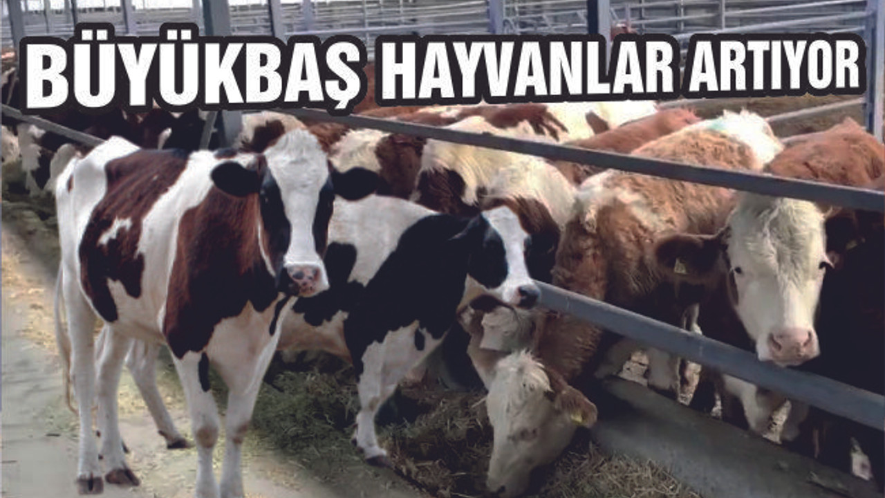 BÜYÜKBAŞ HAYVAN SAYIMIZ 525 BİNİ GEÇTİ