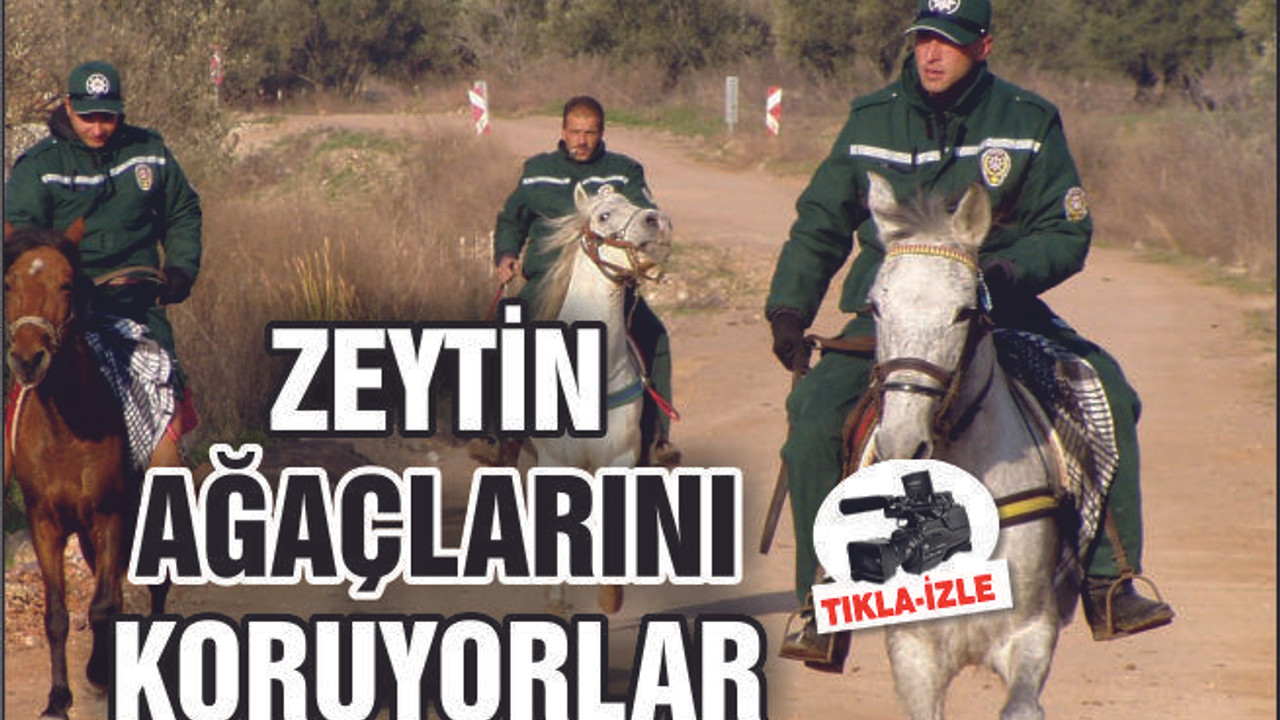 2 milyon zeytin ağacını atlı kır bekçileri koruyor