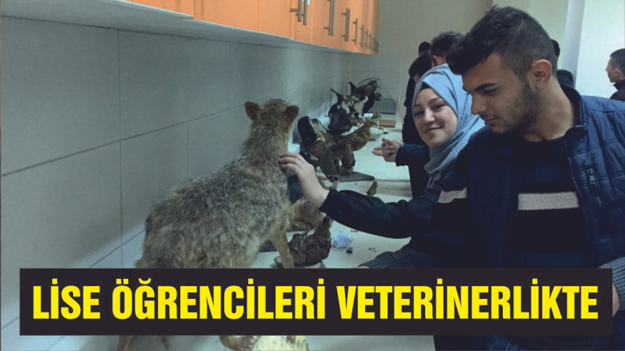 Lise öğrencileri Veterinerlikte