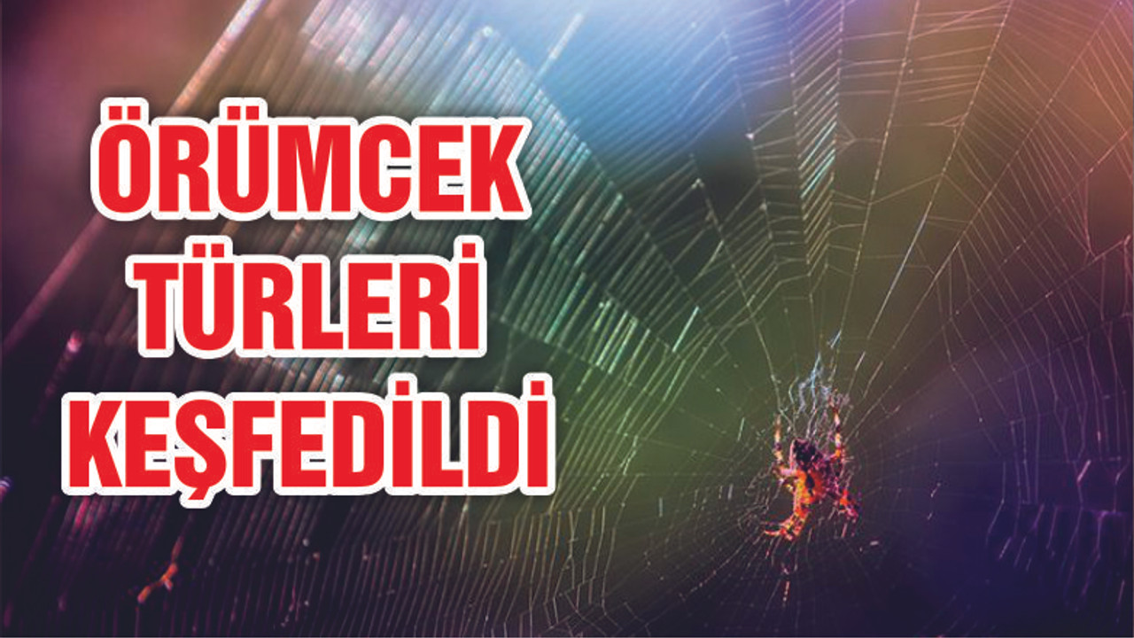 Üç yeni örümcek türü keşfedildi