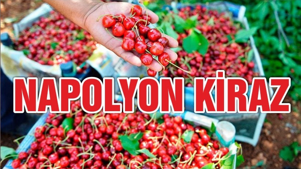 ‘Napolyon kirazı’na yoğun ilgi