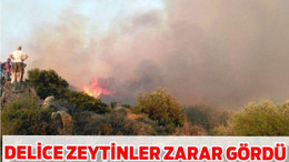 DELİCE ZEYTİNLER ZARAR GÖRDÜ