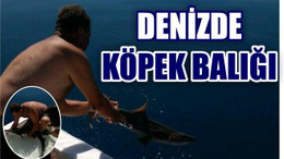 Turizme Hizmet Eden Köpek Balıkları Salıverildi