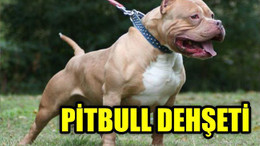 POLİSE PİTBULL SALDIRDI