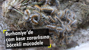 Burhaniye’de çam kese zararlısına böcekli mücadele