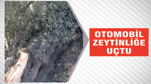 OTOMOBİL ZEYTİNLİĞE UÇTU