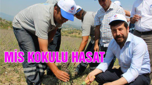MİS KOKULU HASAT