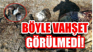 EŞEKLERİ KESİP KAÇTILAR