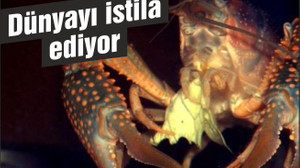 Dünyayı istila ediyor! Avrupa yasakladı