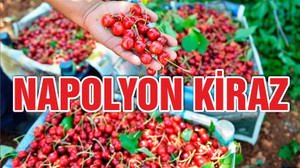 ‘Napolyon kirazı’na yoğun ilgi