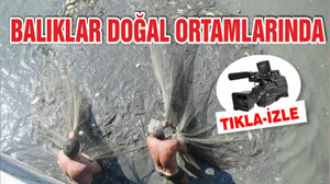 BALIKLAR DOĞAL ORTAMLARINA SALINDI