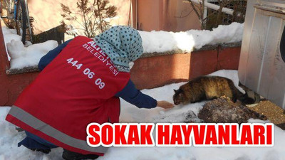 Sokak Hayvanları