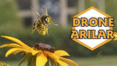 Drone Arılar