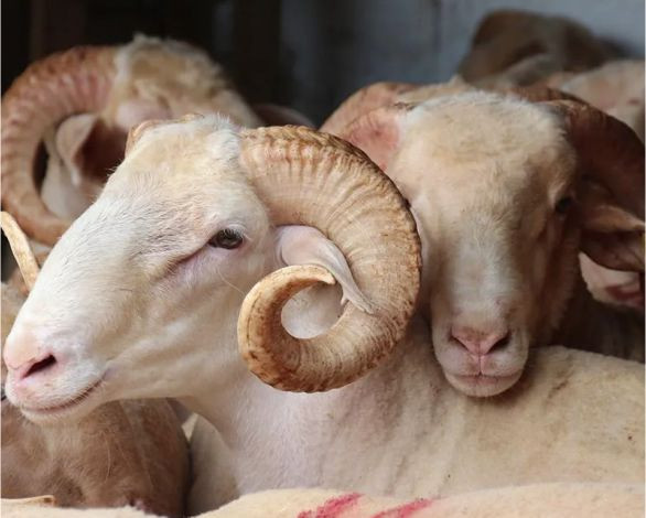 Altıeylül'de Kurban Kesimi İçin Bilmeniz Gerekenler