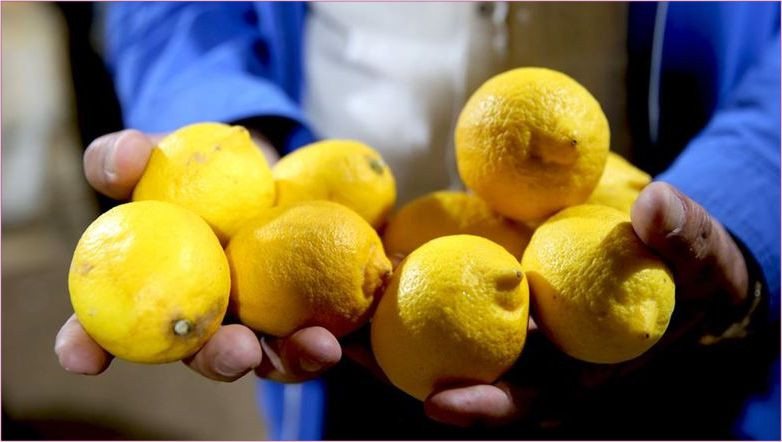 Balıkesir Pazarında Limon Fiyatları Çakıldı!