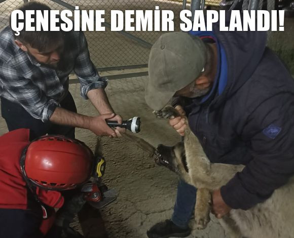 Edremit’te Çenesine Demir Saplanan Köpeği İtfaiye Kurtardı