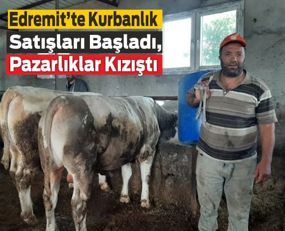 Edremit’te Kurbanlık Satışları Başladı, Pazarlıklar Kızıştı