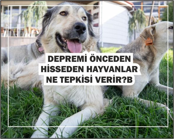 Hayvanlarin Tepkileri