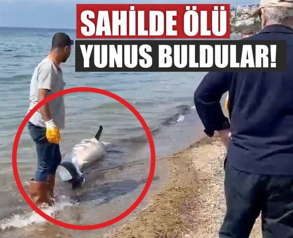 Balıkesir Sahilinde Gizemli Olay: Ölü Yunus Kıyıya Vurdu!