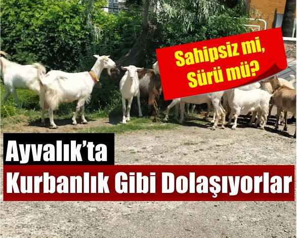 Ayvalık Sokaklarında Başka Bir Trafik!