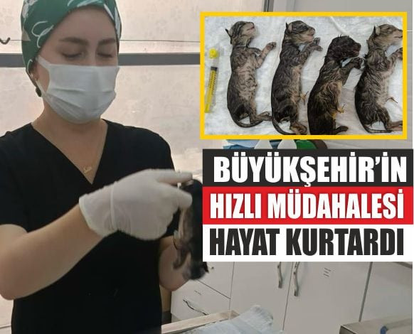 Büyükşehir, Hamile Kediyi Kurtarmak Için Seferber Oldu