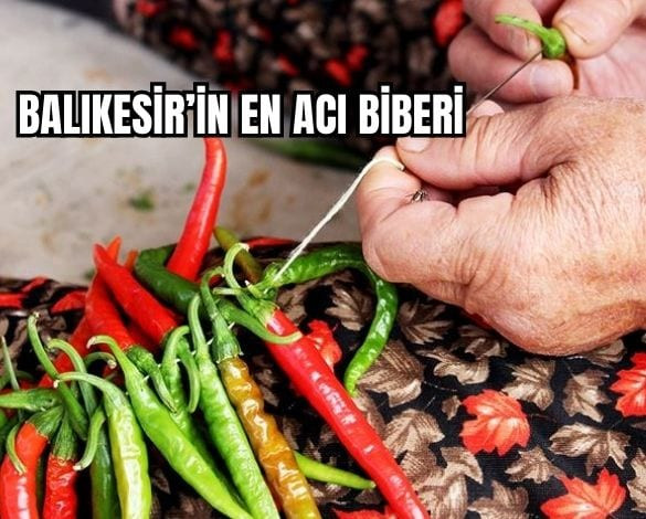 Balıkesir’in En Acı Biberi Köseler Köyü'Nden Çıkıyor