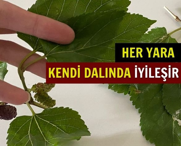 Yarasına Merhem Kendi Dalında