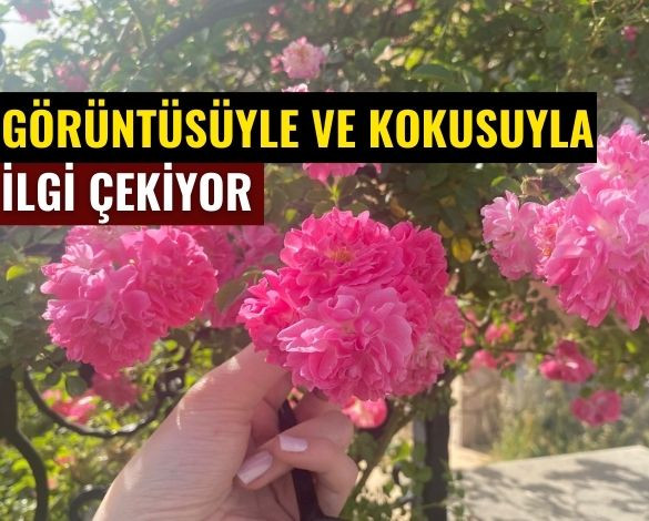 Balıkesir’de Her Köşe Çiçek! Baharın Renkleri Sokaklara Yansıdı