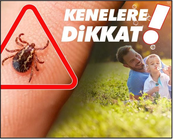 Keneye Dikkat! Isınan Havalarla Tehlike Geri Döndü