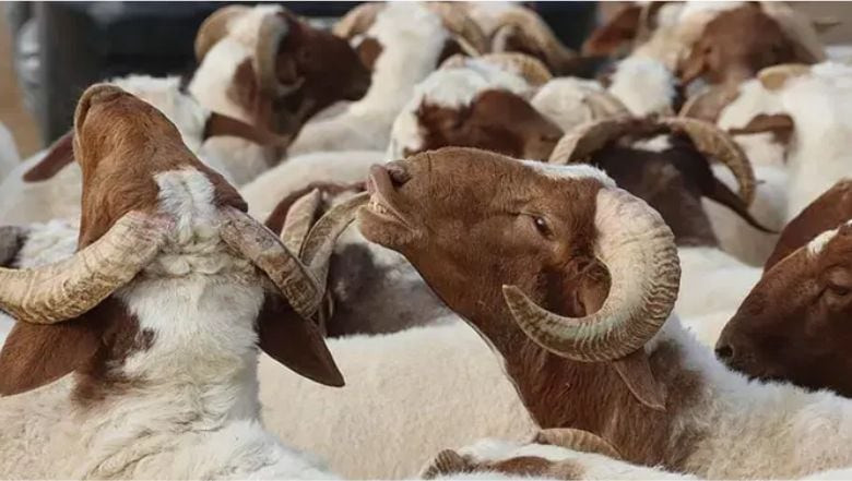 Kurban Bayramı Tatili 9 Gün Olacak Mı? - Gazete Merhaba