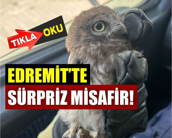 Edremit'Te Apartman Sakinlerini Şaşkına Çeviren Misafir
