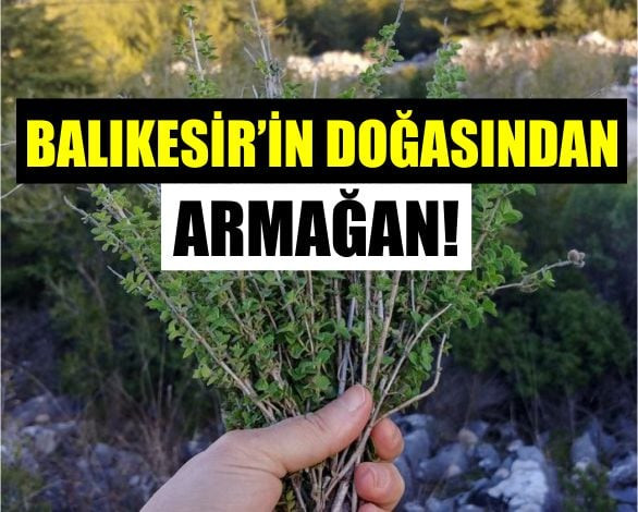 Balıkesir'In Köylerinden Çıkan Şifa: Kekik
