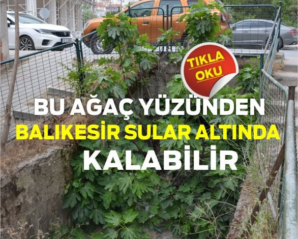Bir İncir Ağacı Yüzünden Balıkesir Sular Altında Kalabilir!