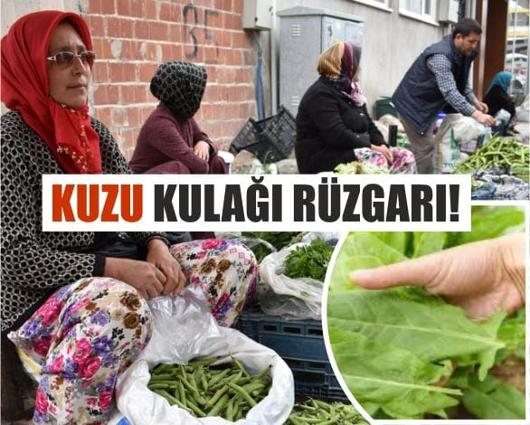 Köyden Sofraya Doğal Lezzet Kuzu Kulağı