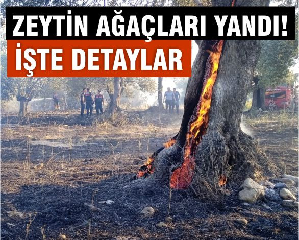 Edremit'Te Zeytin Ağaçları Alev Alev Yandı!